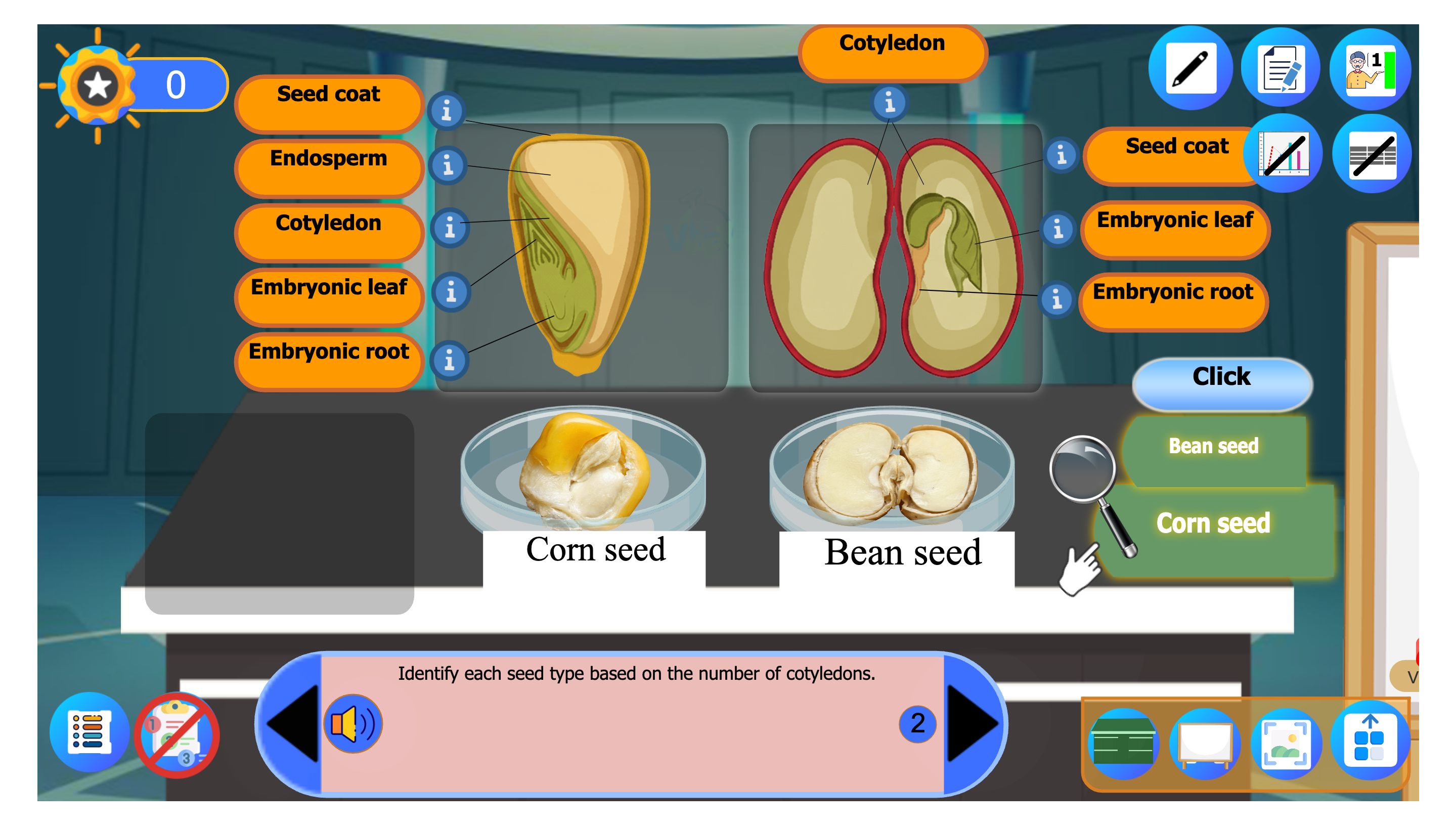 Monocotyledon and Dicotyledon Seeds